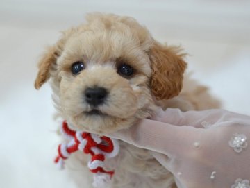 トイプードル(タイニー)【埼玉県・男の子・2022年2月23日・クリーム】の写真「お耳はほんのり茶色☆ドワーフタイプ☆健やかに成長中」