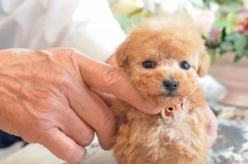 トイプードル(ティーカップ)【埼玉県・男の子・2019年1月29日・アプリコット】の写真「可愛いお顔立ち☆後ろ足悪いです☆PRA発症なし」