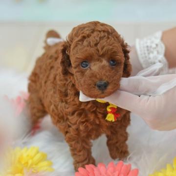 トイプードル(タイニー)【埼玉県・女の子・2022年7月22日・レッド】の写真「クマ顔☆濃いレッド☆健やかに成長中」