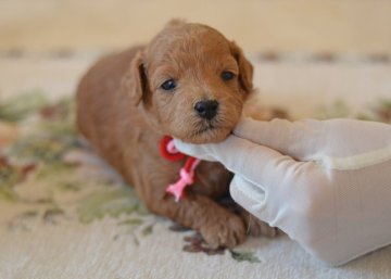 トイプードル(タイニー)【埼玉県・女の子・2021年4月5日・アプリコット】の写真「クかわいいクマ顔☆遺伝子検査クリア」