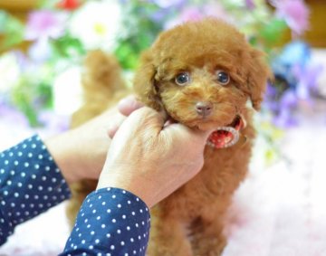 トイプードル(タイニー)【埼玉県・男の子・2014年9月19日・レッド・カフェオレ】の写真「お顔の可愛い子☆小さめタイニ－サイズ予想」