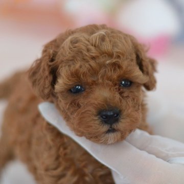 トイプードル(タイニー)【埼玉県・男の子・2024年6月17日・レッド】の写真「毛量豊富クルクル巻き毛☆健やかに成長中」