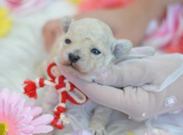 トイプードル(タイニー)【埼玉県・女の子・2021年10月19日・ホワイト】の写真「目鼻立ちハッキリ★小さめタイニーサイズ予想」