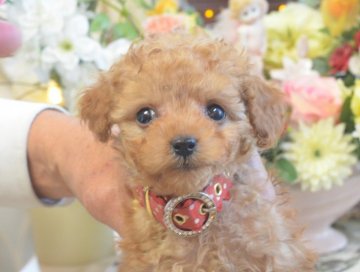 トイプードル(ティーカップ)【埼玉県・男の子・2019年1月9日・レッド】の写真「アイラインバッチリ☆たれ目☆PRA発症なし」