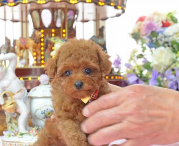 トイプードル(ティーカップ)【埼玉県・女の子・2016年4月5日・レッド】の写真「ティーカップの両親から生まれました☆ＰＲＡクリア」