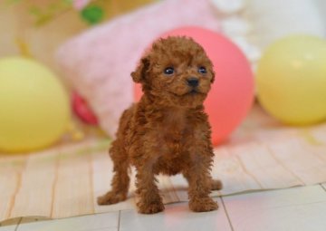 トイプードル(ティーカップ)【埼玉県・女の子・2019年7月24日・レッド】の写真「極小ティーカップサイズ予想☆健やかに成長中」