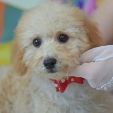 トイプードル(トイ)【埼玉県・男の子・2023年8月20日・レッド】の写真「お耳は茶色☆モコモコふわふわ☆1現在2,5kg」