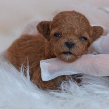 トイプードル(ティーカップ)【埼玉県・女の子・2023年10月1日・アプリコット】の写真「可愛いおめめが開きました☆」