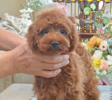 トイプードル(タイニー)【埼玉県・女の子・2018年10月2日・レッド】の写真「2,2Kg小さ目タイニー確定☆PRAは発症しません」