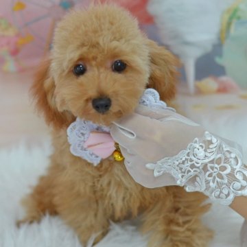 タイニープードル【埼玉県・女の子・2024年5月11日・レッド】の写真「小ぶりに成長しました☆成犬体重2,1kgほぼ確定」