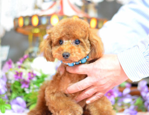 トイプードル(タイニー)【埼玉県・男の子・2015年4月17日・レッド】の写真「お母さんはティーカップ☆ＰＲＡクリア」