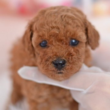 トイプードル(タイニー)【埼玉県・男の子・2024年6月17日・レッド】の写真「毛量豊富クルクル巻き毛☆健やかに成長中」