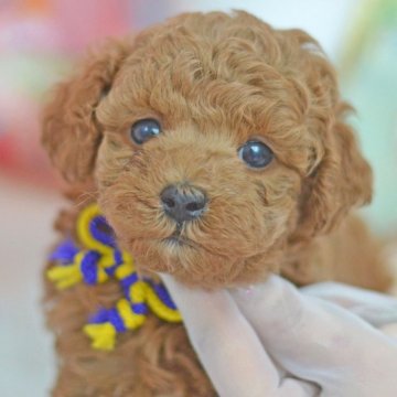 トイプードル(トイ)【埼玉県・男の子・2024年2月17日・レッド】の写真「マズル短め☆クマ顔☆3月1日現在500ｇ」