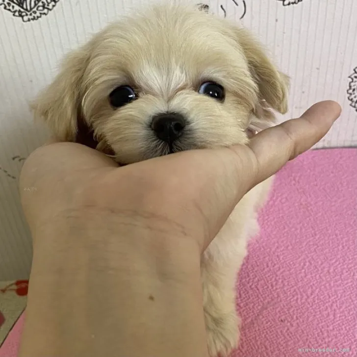 ひろきK 様のお迎えした子犬