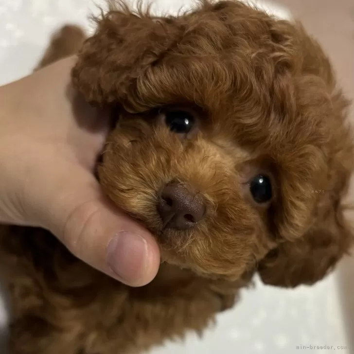 茶々丸 様のお迎えした子犬