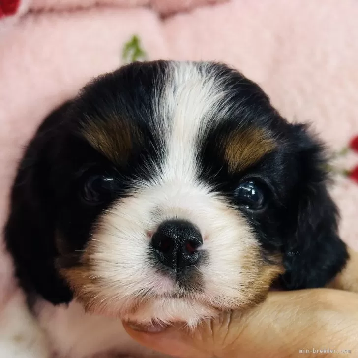 ズーカー 様のお迎えした子犬