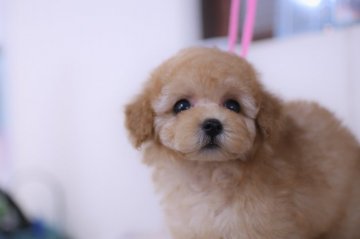 トイプードル(タイニー)【香川県・男の子・2019年5月10日・アプリコット】の写真「くりくりおめめ♪」