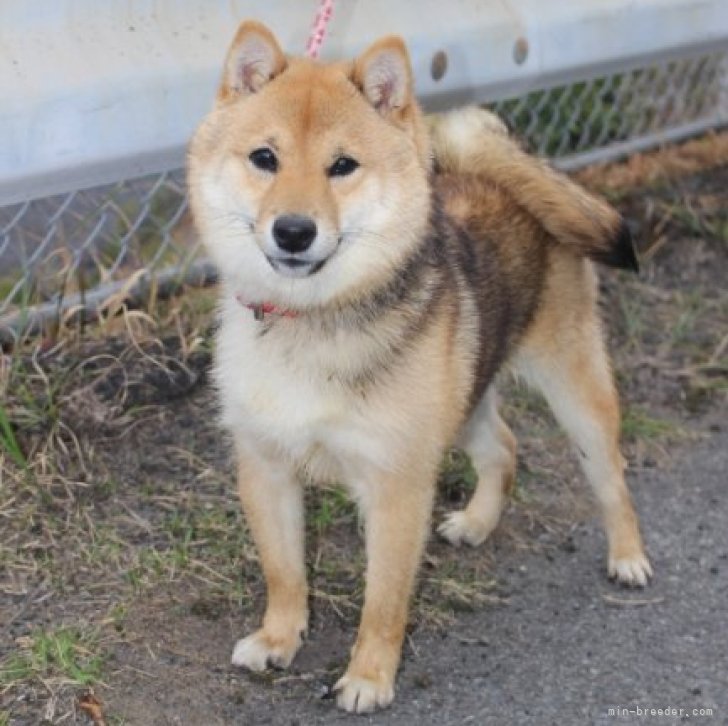 約、生後６ヶ月のオスの黒の柴犬です。里親に成ってくれる