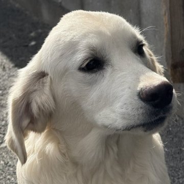 ゴールデンレトリバー【和歌山県・男の子・2024年8月8日・クリーム】の写真「イングリッシュゴールデンレトリバー」