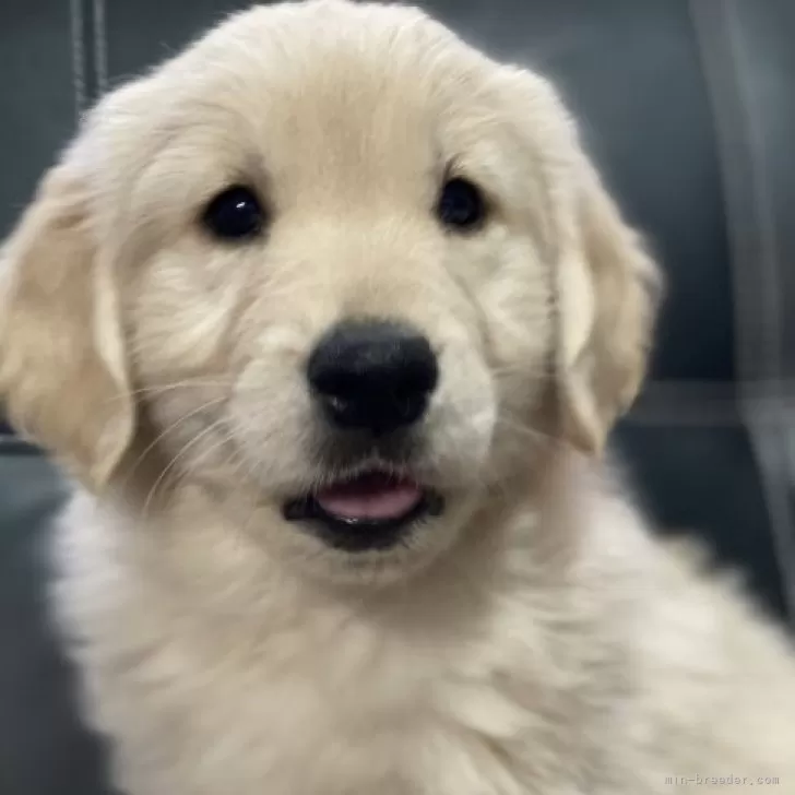 H.W 様のお迎えした子犬