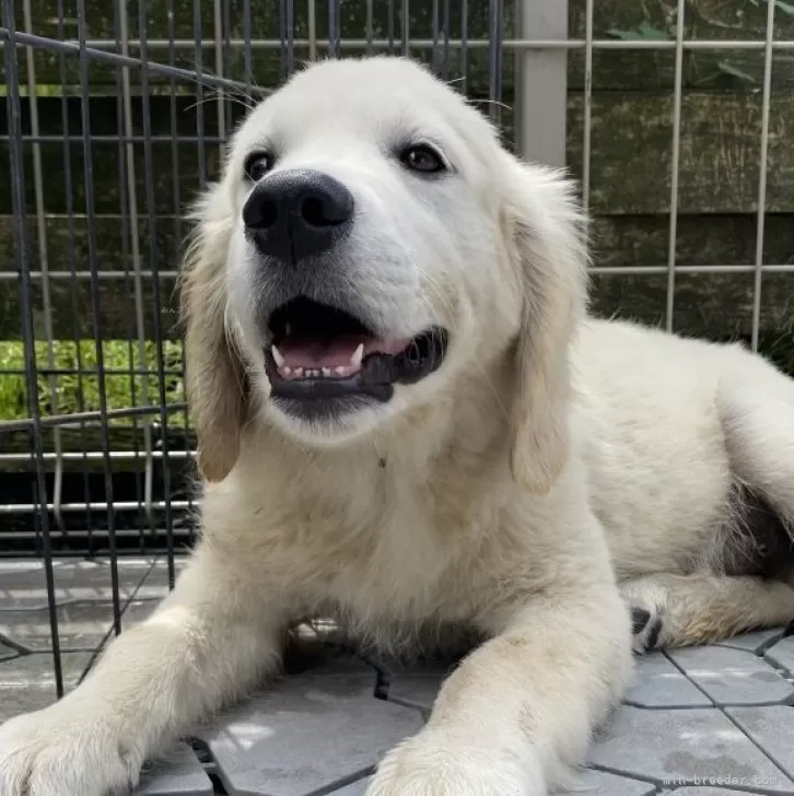 ぎんちゃん 様のお迎えした子犬