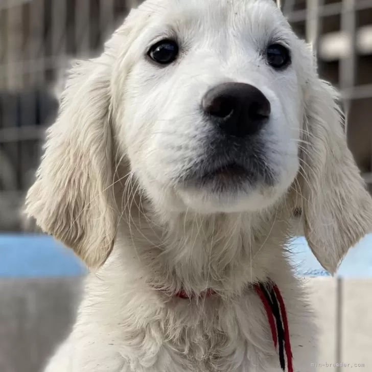 T.Y 様のお迎えした子犬