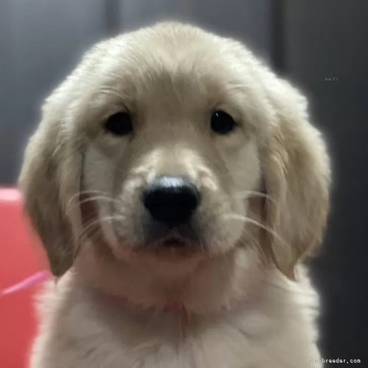 やっちゃん 様のお迎えした子犬