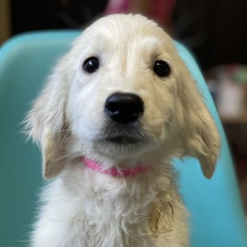 ゴールデンレトリバー【和歌山県・女の子・2024年6月25日・クリーム】の写真「小ぶりな可愛い子」