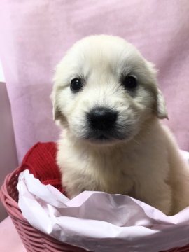 ゴールデンレトリバー【和歌山県・女の子・2019年10月2日・クリーム】の写真「ゴールデンレトリバー」