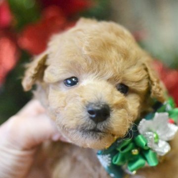 トイプードル(トイ)【広島県・男の子・2020年11月8日・クリーム】の写真「パパもママも血統が素晴らしい♪」