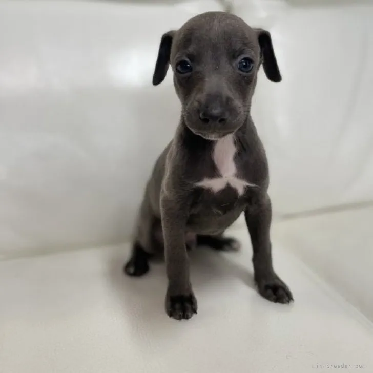 ひっさ 様のお迎えした子犬