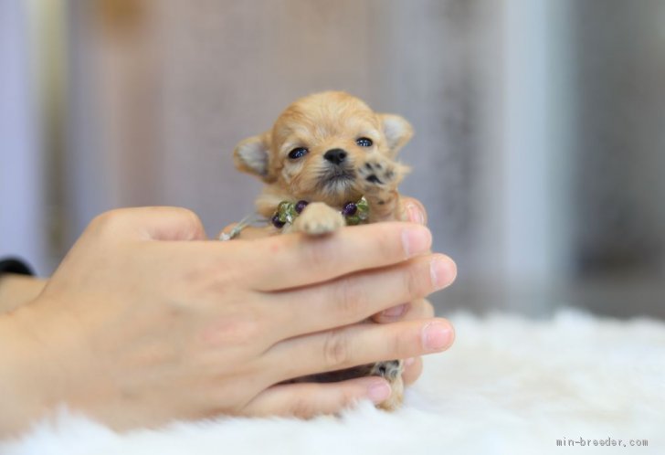 チワワ ロング 女の子 クリーム 04 16生まれ 岐阜県 子犬id 05 029 可愛いロンチ 両親ともpraクリア 極小 チワワ みんなのブリーダー