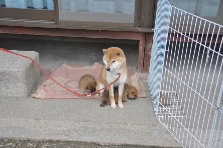 おかあさんといっしょ 裏戸貴子ブリーダー みんなのブリーダー