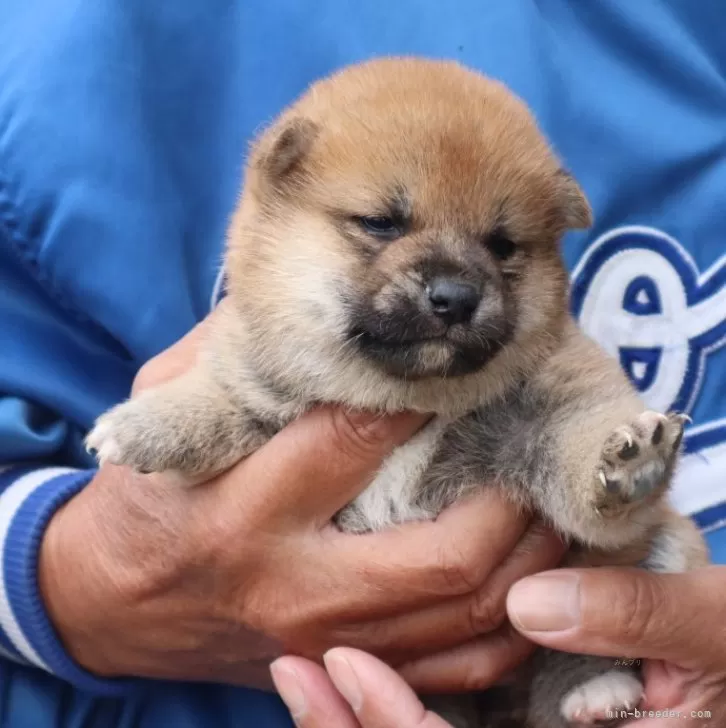 柴犬(標準サイズ)【滋賀県・女の子・2024年10月25日・赤】の写真1