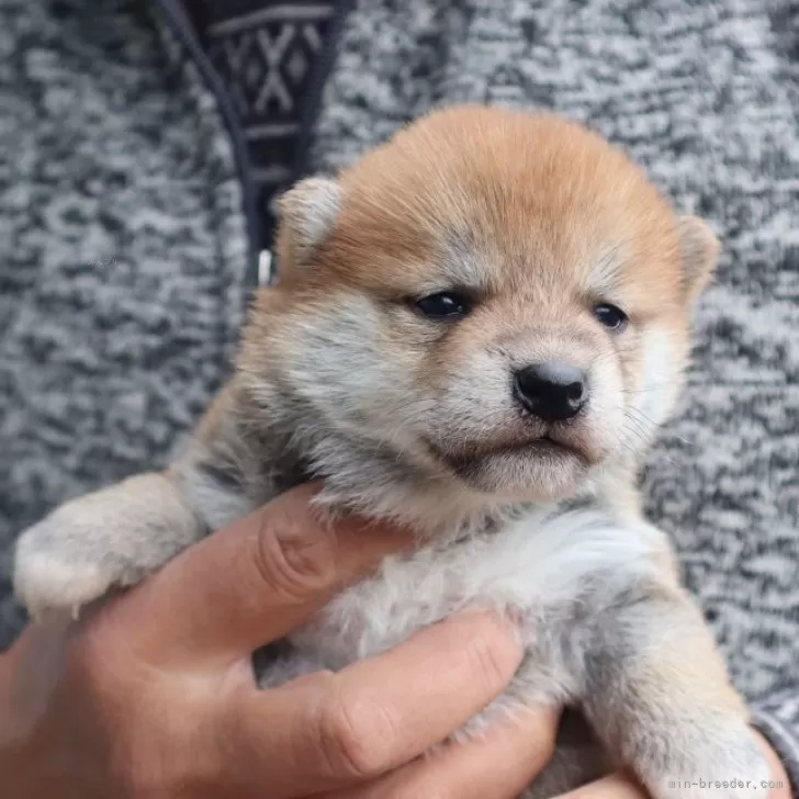 柴犬(標準サイズ)【滋賀県・女の子・2024年12月11日・赤】の写真1