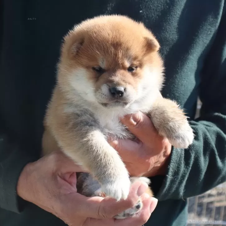 A.O 様のお迎えした子犬