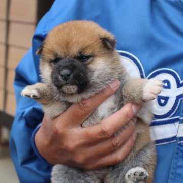 柴犬(標準サイズ)【滋賀県・男の子・2024年10月25日・赤】の写真「きれいな赤の元気な男の子です。」