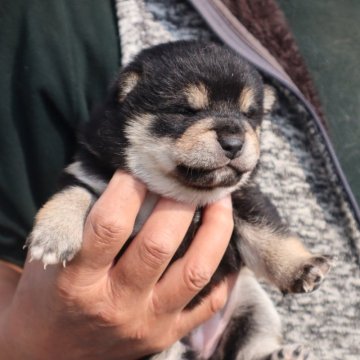 柴犬(標準サイズ)【滋賀県・女の子・2025年1月9日・黒】の写真「元気な黒の女の子です」