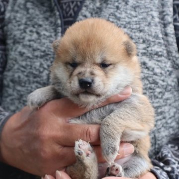 豆柴【滋賀県・女の子・2024年12月11日・赤】の写真「赤の元気な豆柴の女の子です。」