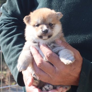 柴犬(豆柴)【滋賀県・女の子・2024年11月3日・赤】の写真「きれいな赤の元気な豆柴の女の子です。」