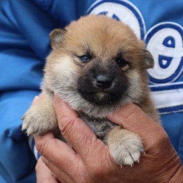 柴犬(標準サイズ)【滋賀県・男の子・2024年10月25日・赤】の写真「きれいな赤の元気な男の子です。」