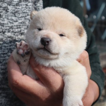 柴犬(標準サイズ)【滋賀県・男の子・2025年1月9日・白 真っ白ではありません  淡赤】の写真「ぽっちゃりの淡赤の男の子」