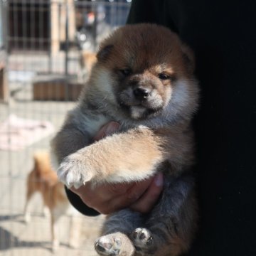 柴犬(豆柴)【滋賀県・男の子・2024年11月5日・赤】の写真「きれいな赤の元気な豆柴の男の子です。」