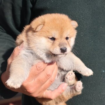 柴犬(豆柴)【滋賀県・男の子・2024年11月3日・赤】の写真「きれいな赤の元気な豆柴の男の子です。」