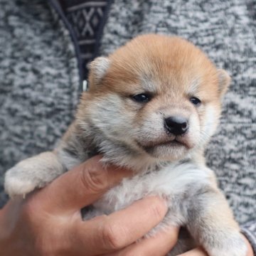 柴犬(標準サイズ)【滋賀県・女の子・2024年12月11日・赤】の写真「赤の元気な豆柴の女の子です。」