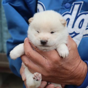 柴犬(豆柴)【滋賀県・男の子・2024年10月28日・白】の写真「ほぼ白の可愛い豆柴の男の子です」