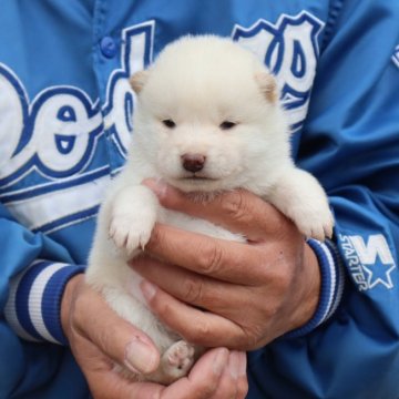 柴犬(豆柴)【滋賀県・男の子・2024年10月28日・白】の写真「ほぼ白の可愛い豆柴の男の子です」