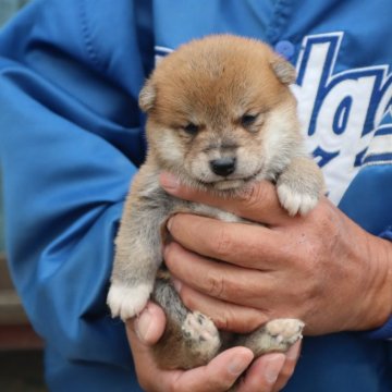 豆柴【滋賀県・男の子・2024年10月28日・赤】の写真「きれいな赤の元気な豆柴の男の子です。」