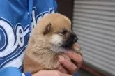 柴犬(標準サイズ)【滋賀県・男の子・2024年10月25日・赤】の写真3