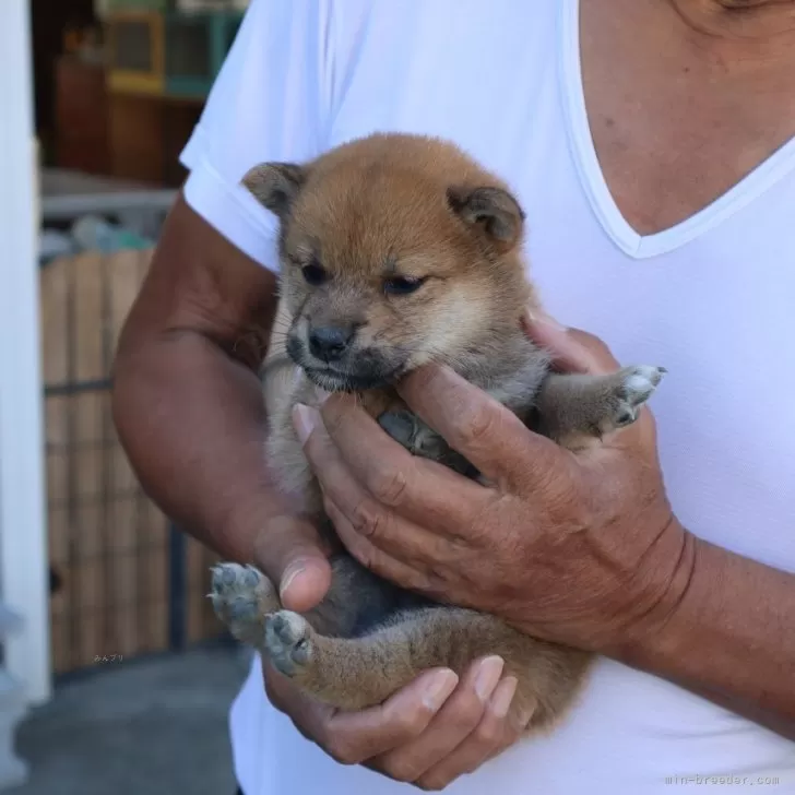 S.H 様のお迎えした子犬